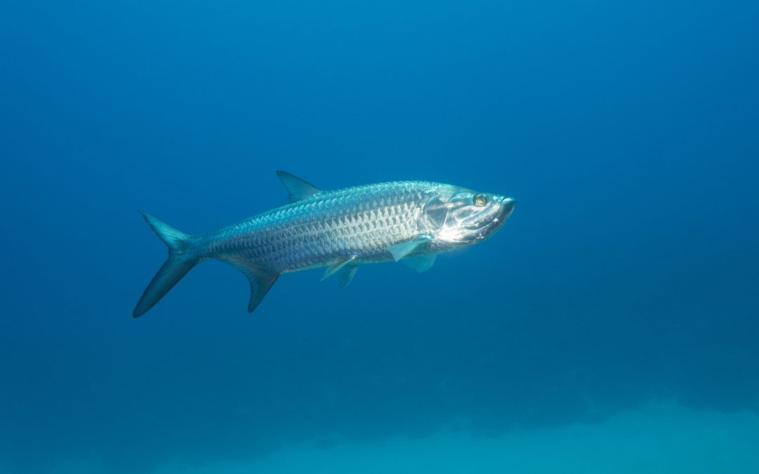 MERCURIO EN EL PESCADO