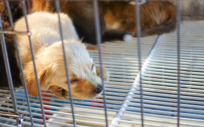 COMERCIO Y TENENCIA RESPONSABLE DE PERROS Y GATOS