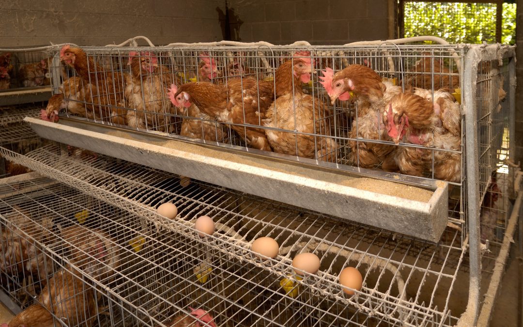 Huevos: categorías, conciencia animal y prevención de la salmonelosis y el botulismo