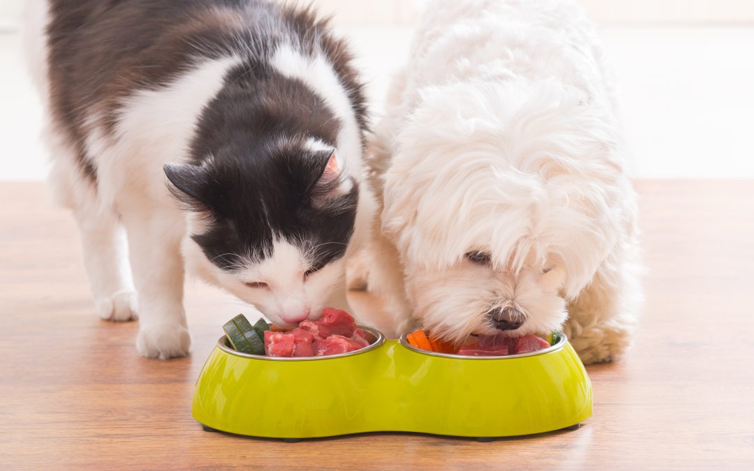 Alimentación para mascotas: Realfooding